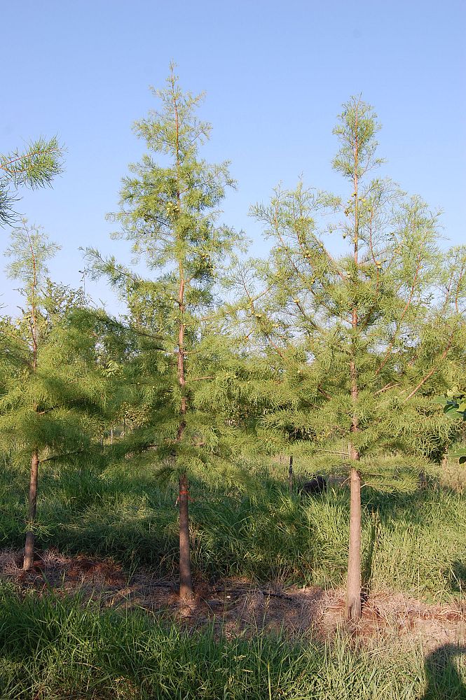 taxodium-ascendens-pond-cypress