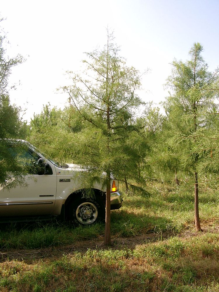 taxodium-ascendens-pond-cypress