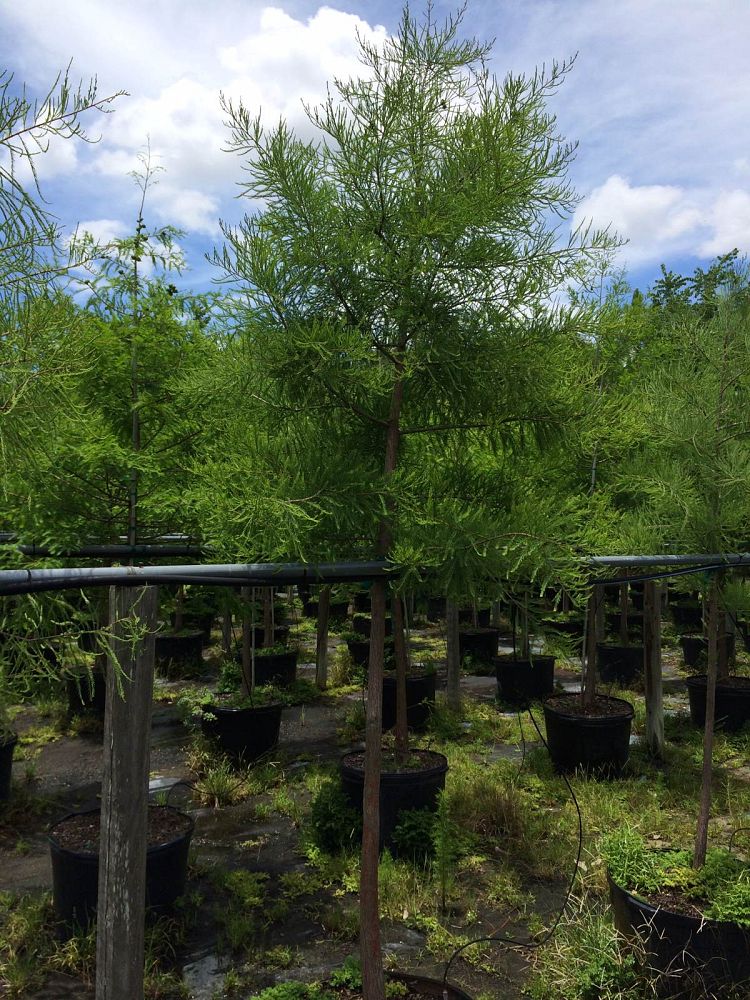 taxodium-ascendens-pond-cypress