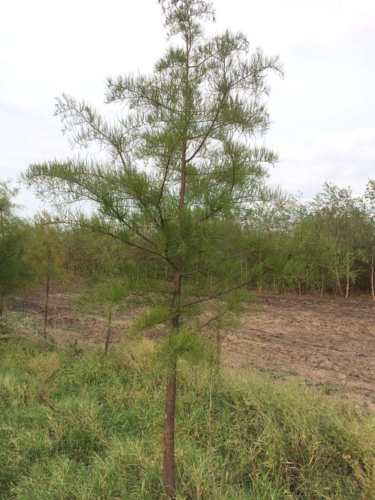 taxodium-ascendens-pond-cypress