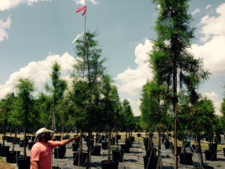 taxodium-ascendens-pond-cypress