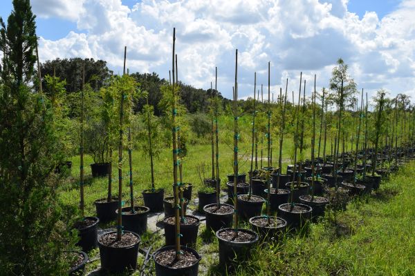 taxodium-ascendens-pond-cypress