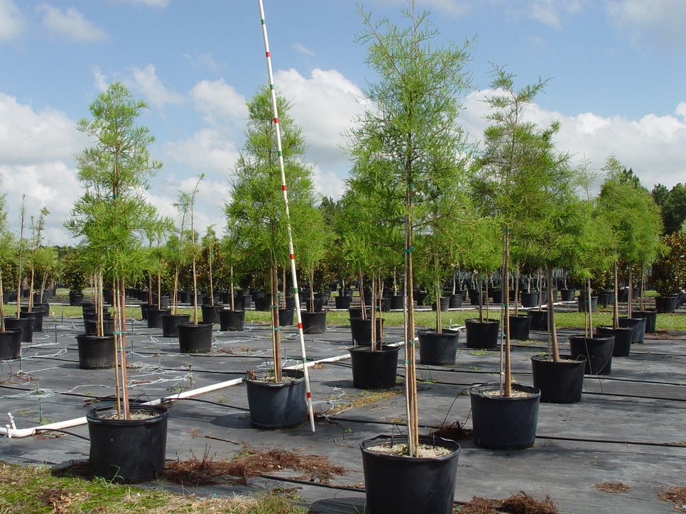 taxodium-ascendens-pond-cypress