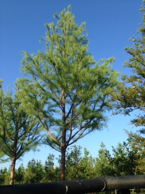 taxodium-ascendens-pond-cypress