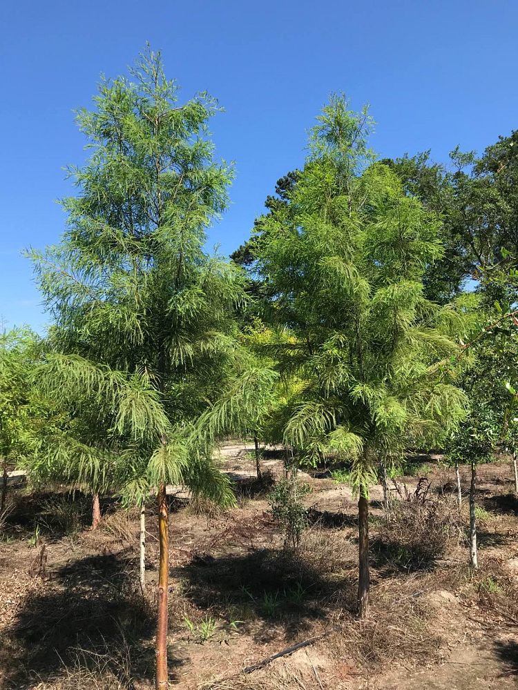 taxodium-ascendens-pond-cypress