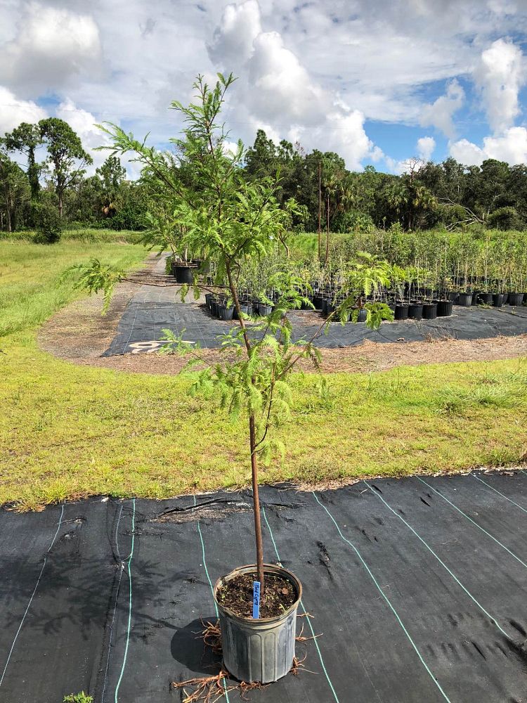 taxodium-ascendens-pond-cypress