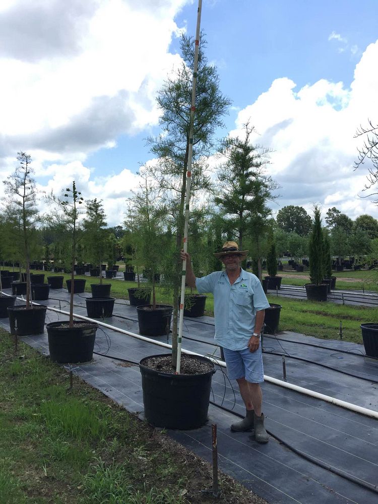 taxodium-ascendens-pond-cypress