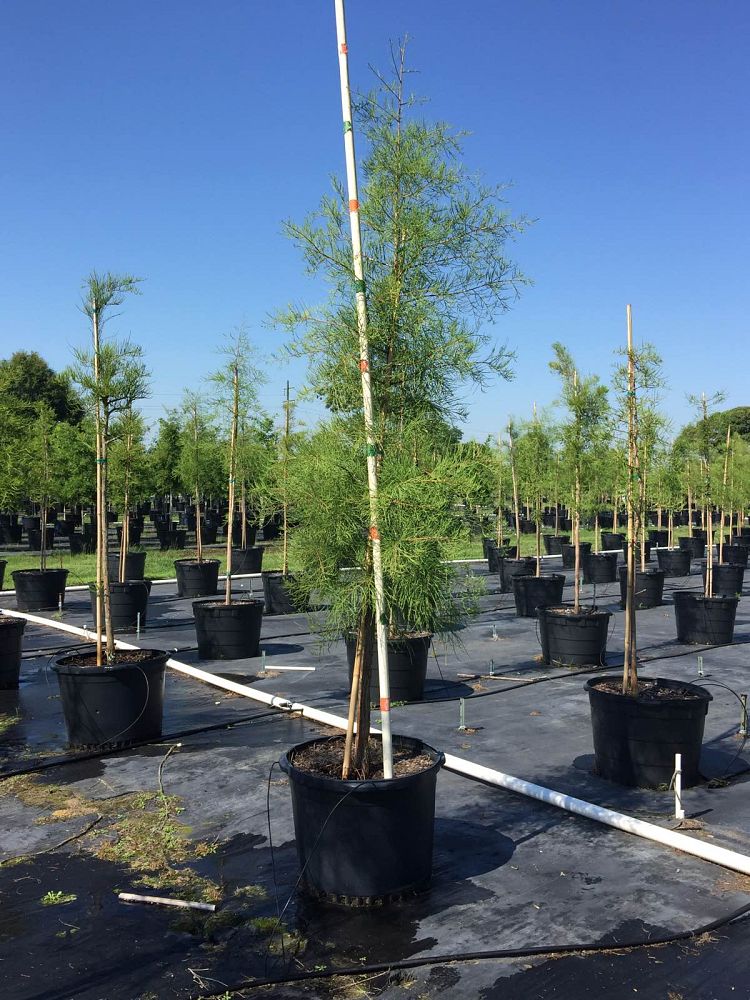 taxodium-ascendens-pond-cypress