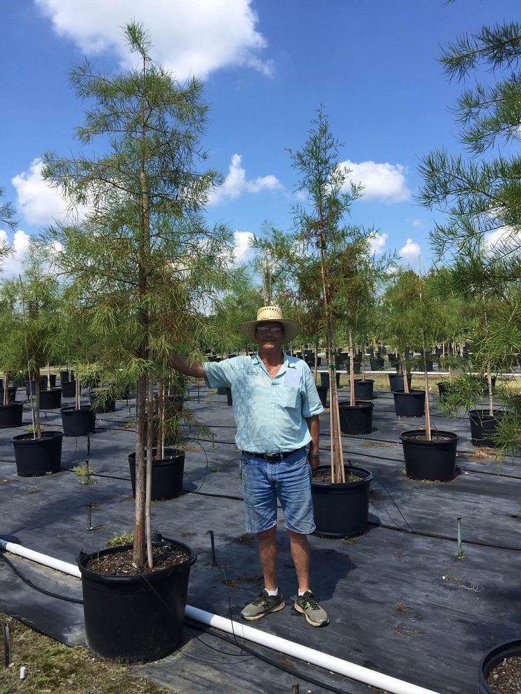 taxodium-ascendens-pond-cypress