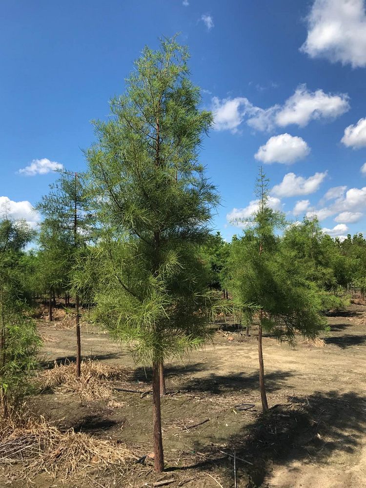 taxodium-ascendens-pond-cypress