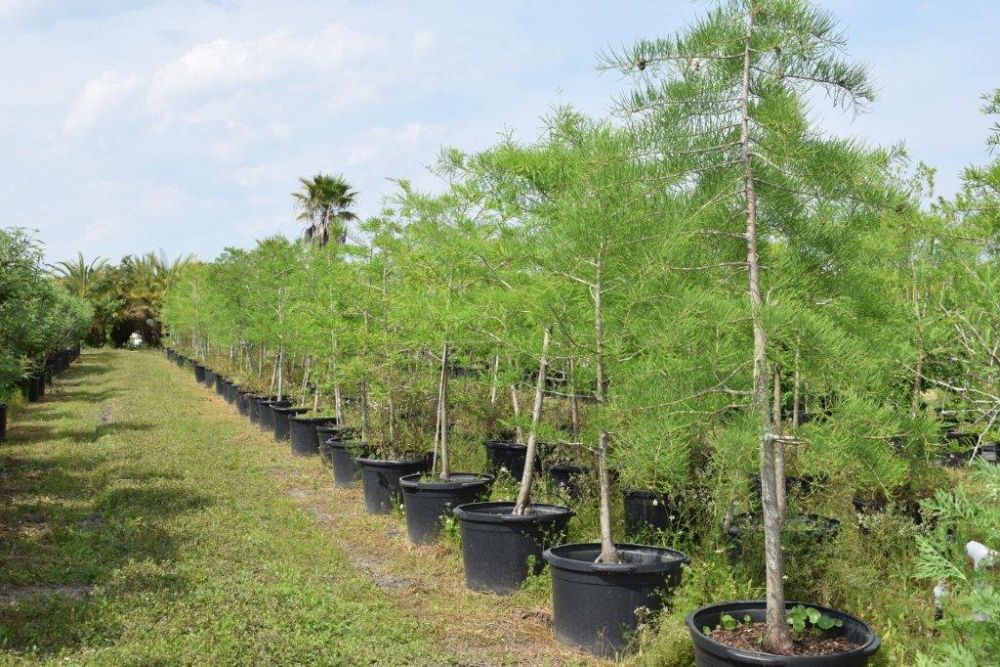 taxodium-ascendens-pond-cypress