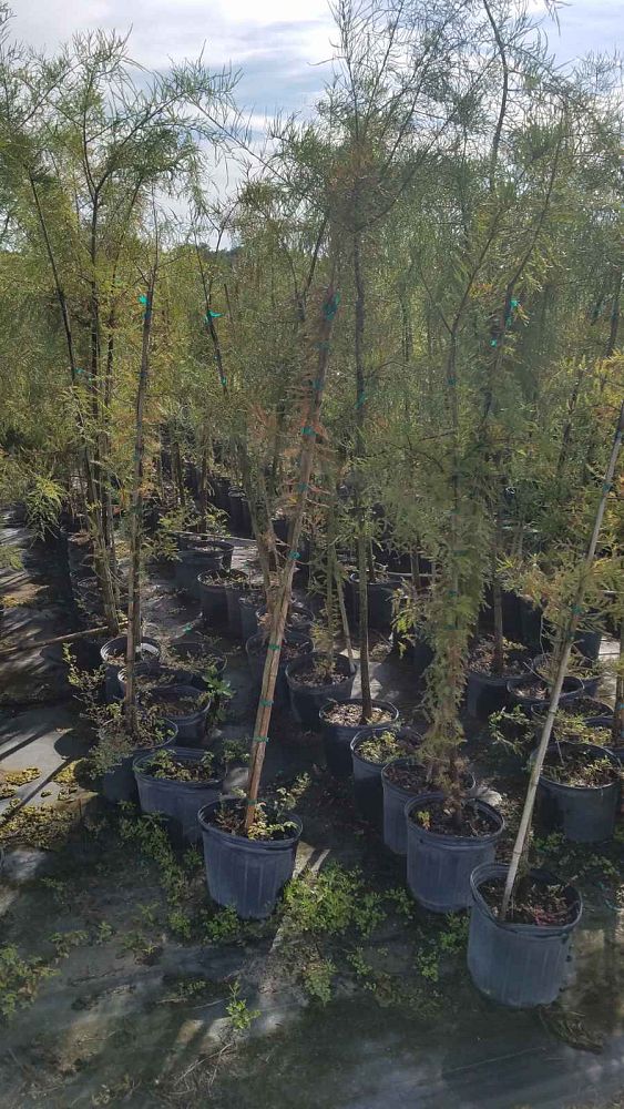 taxodium-ascendens-pond-cypress
