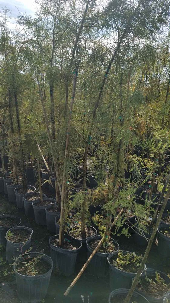 taxodium-ascendens-pond-cypress
