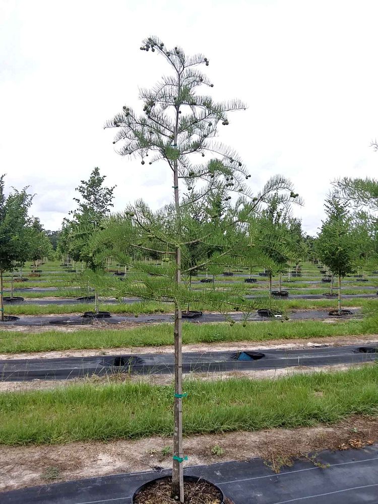 taxodium-ascendens-pond-cypress
