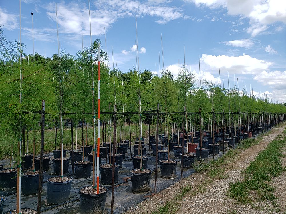 taxodium-ascendens-pond-cypress