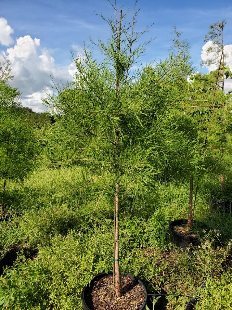 taxodium-ascendens-pond-cypress