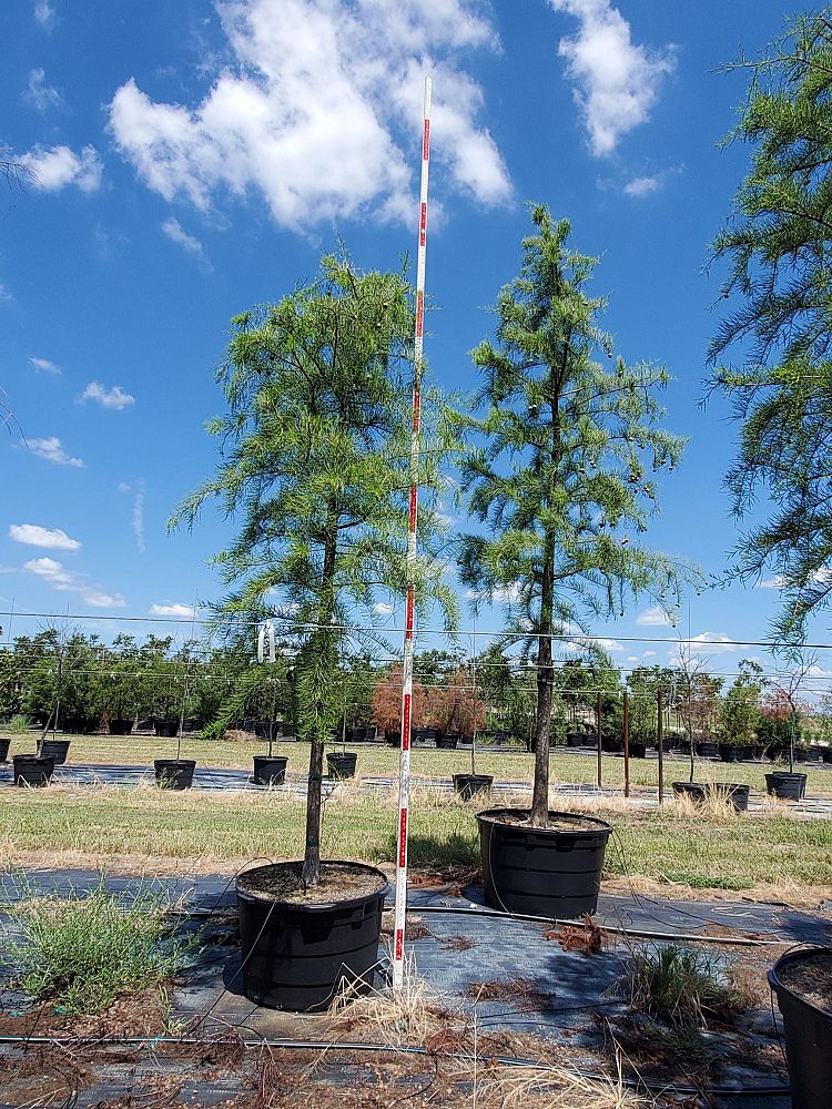 taxodium-ascendens-pond-cypress