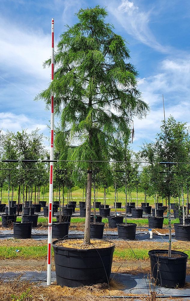 taxodium-ascendens-pond-cypress