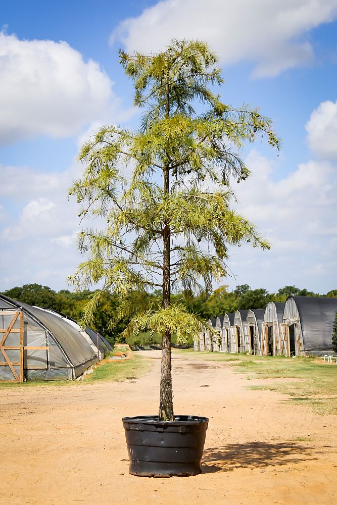 taxodium-ascendens-pond-cypress