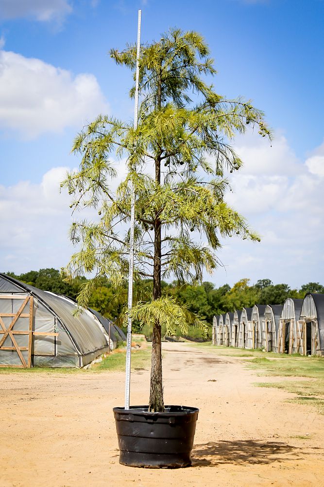 taxodium-ascendens-pond-cypress