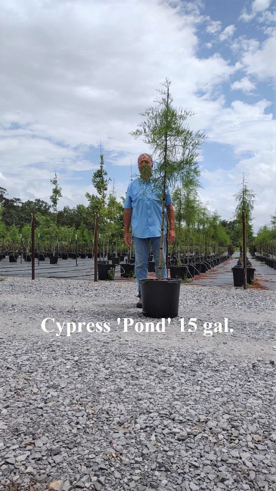 taxodium-ascendens-pond-cypress