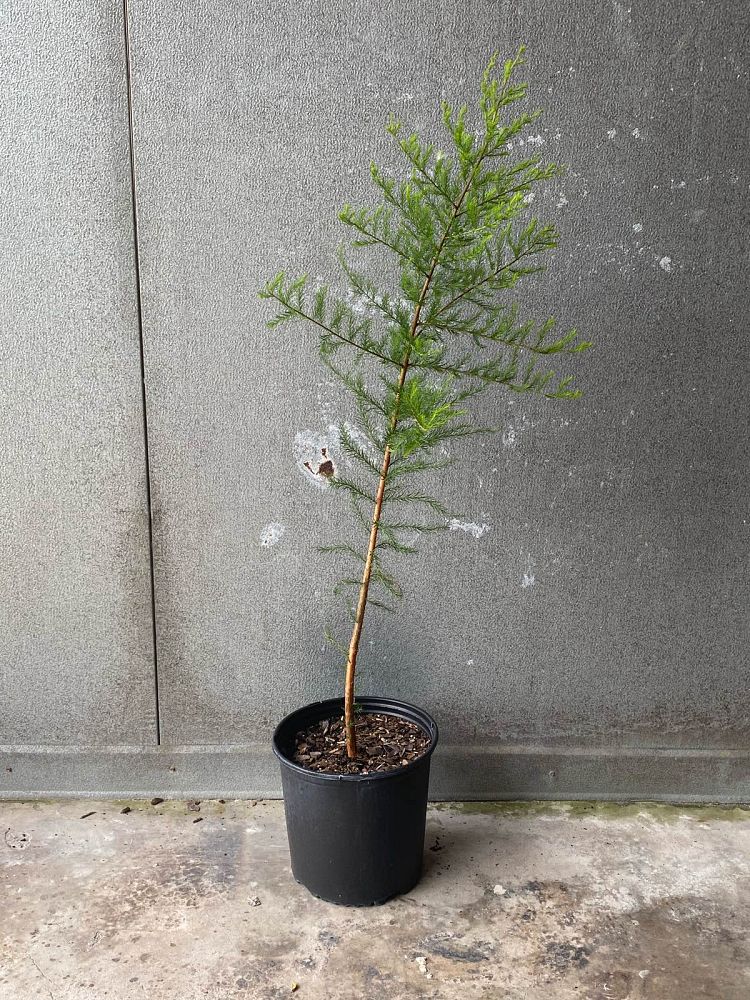 taxodium-ascendens-pond-cypress