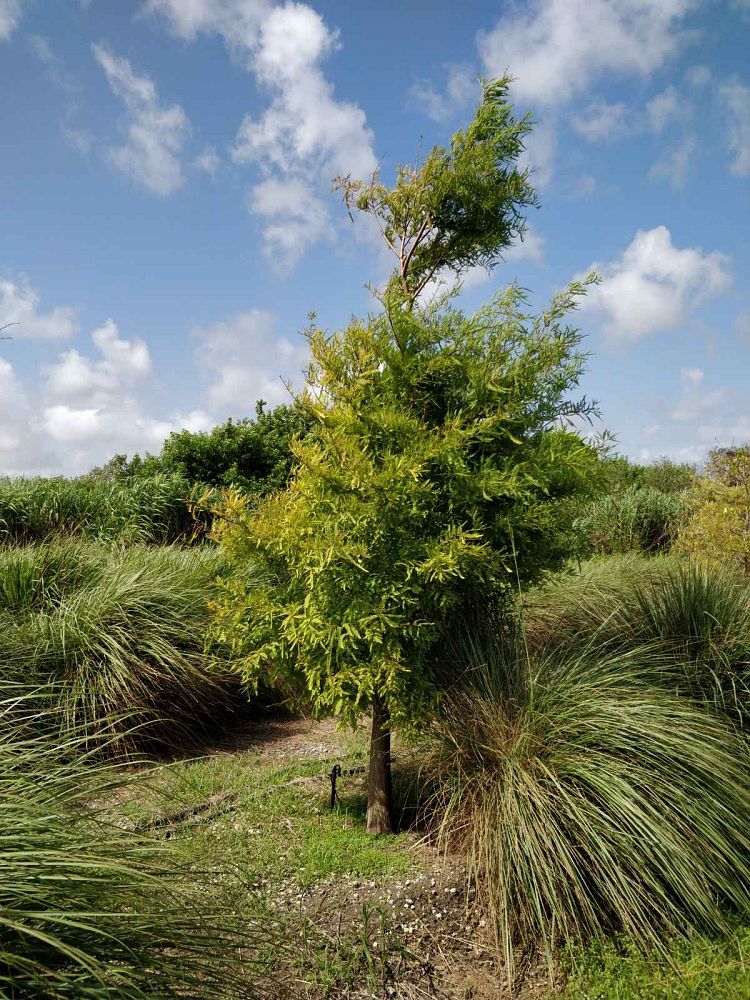 taxodium-ascendens-pond-cypress