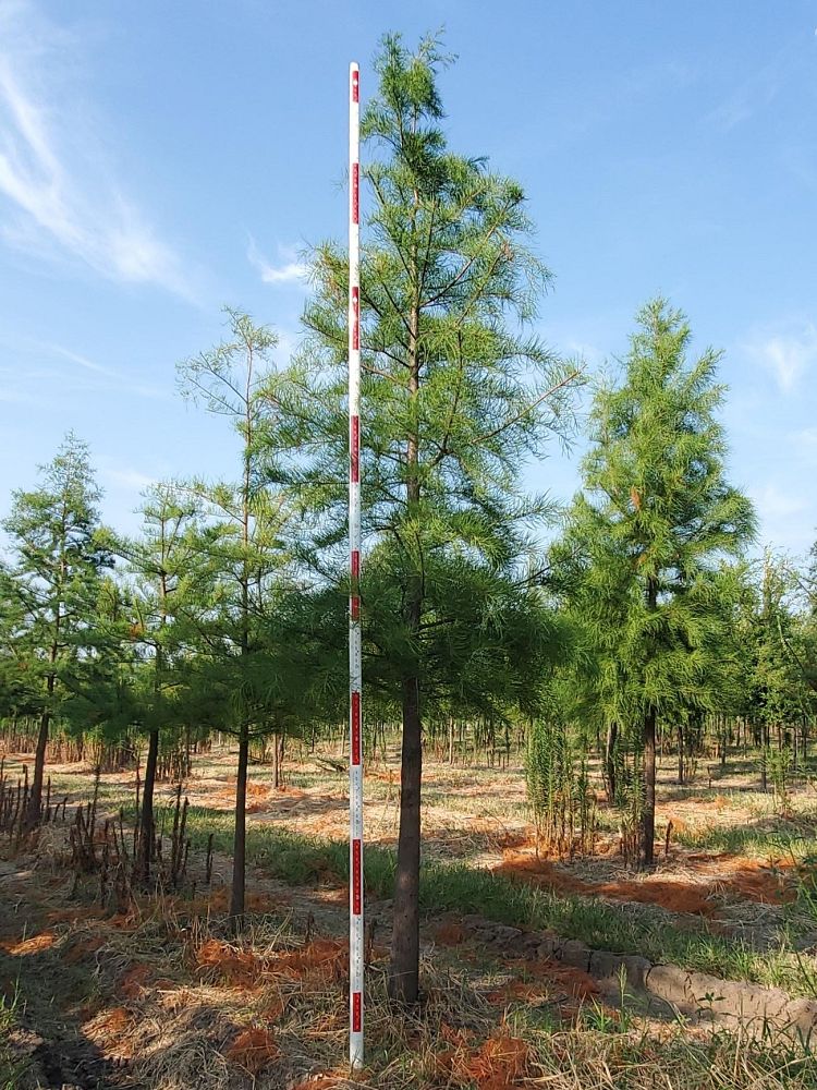 taxodium-ascendens-pond-cypress