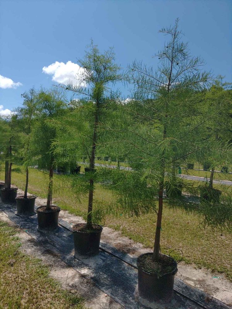 taxodium-ascendens-pond-cypress