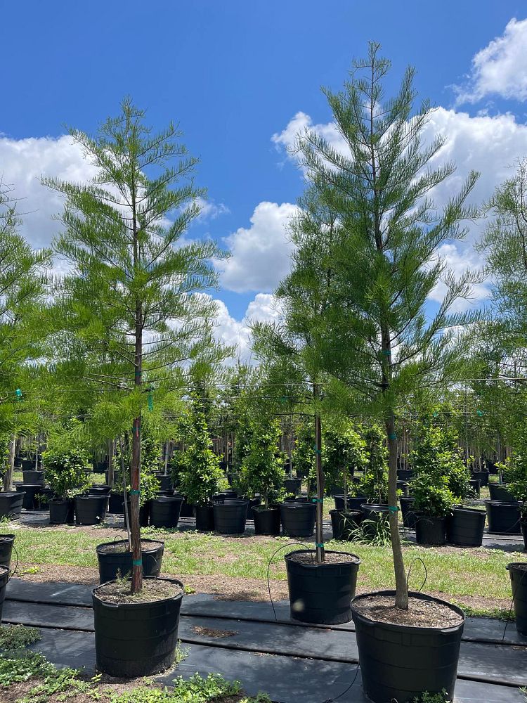 taxodium-ascendens-pond-cypress