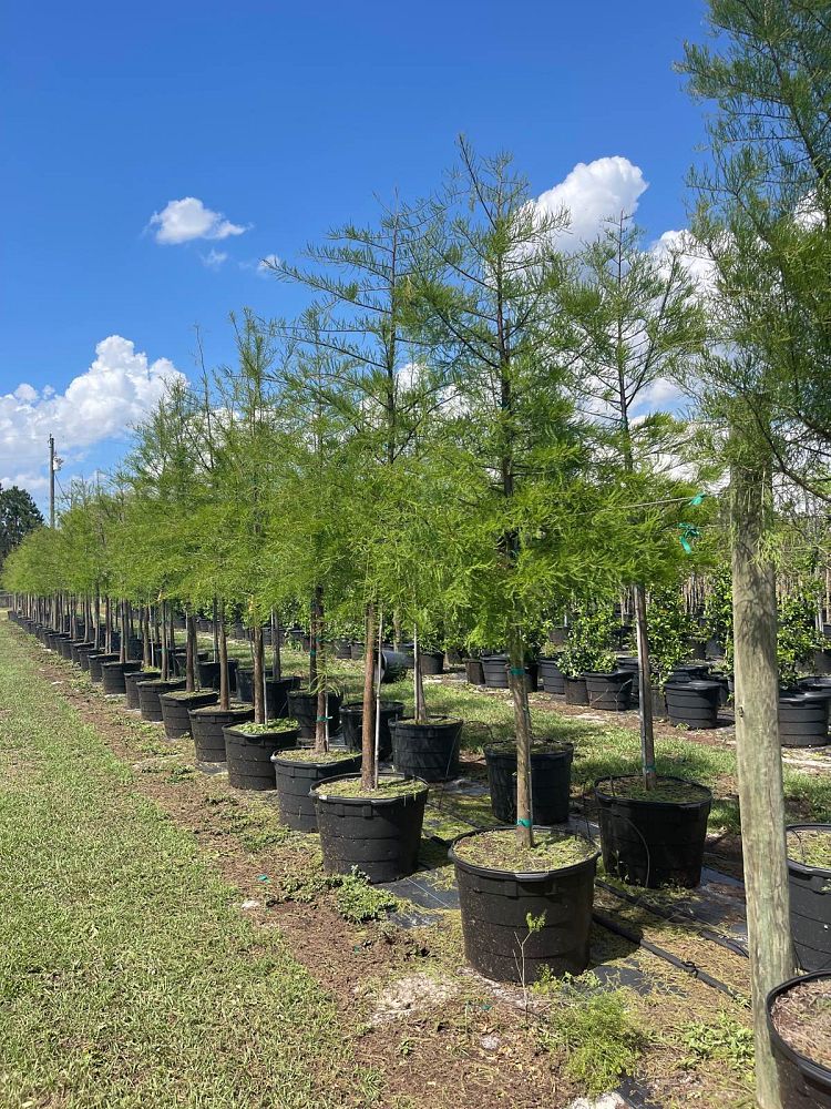 taxodium-ascendens-pond-cypress