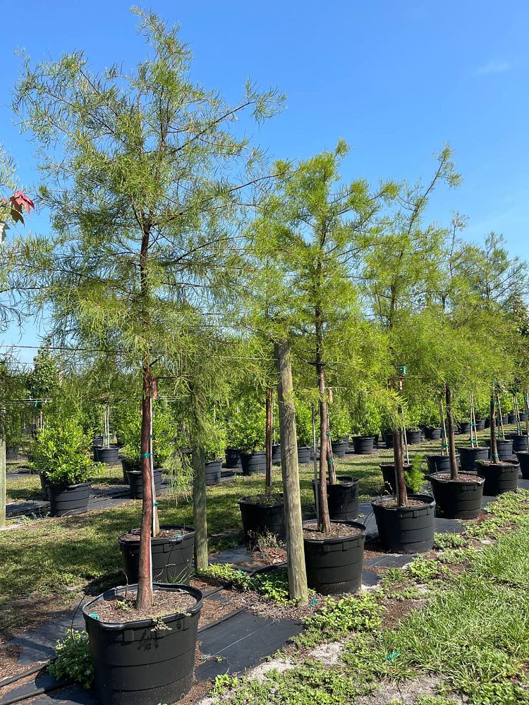taxodium-ascendens-pond-cypress