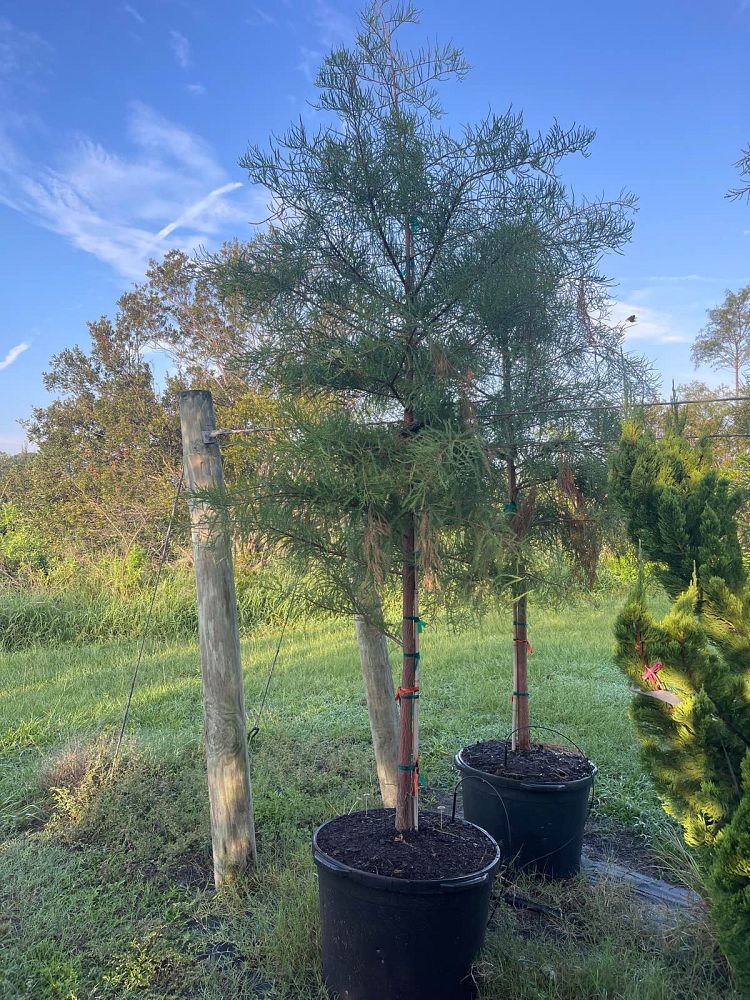 taxodium-ascendens-pond-cypress