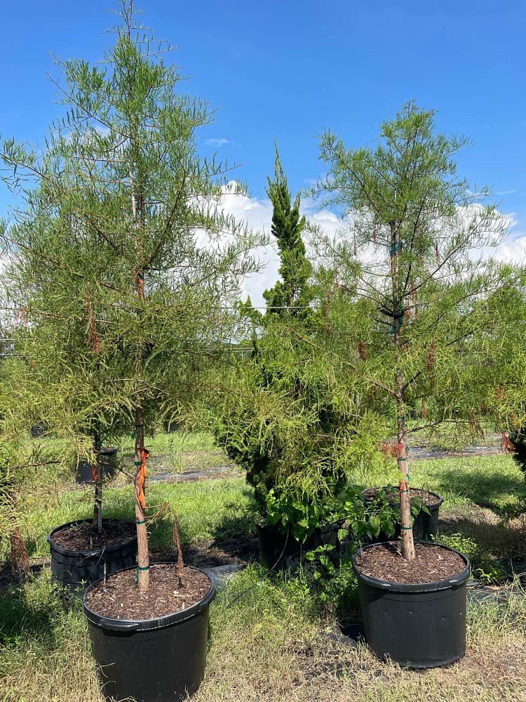 taxodium-ascendens-pond-cypress