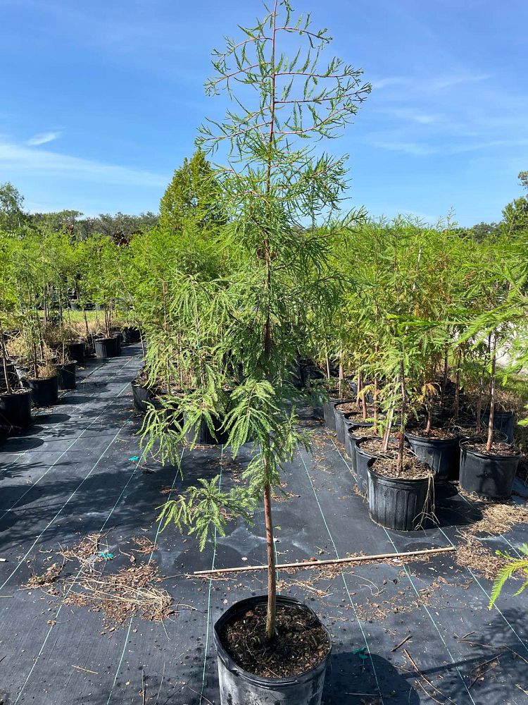 taxodium-ascendens-pond-cypress