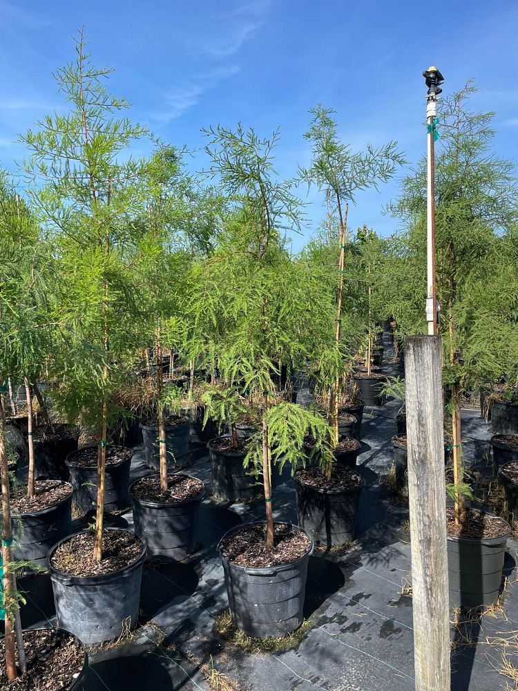 taxodium-ascendens-pond-cypress