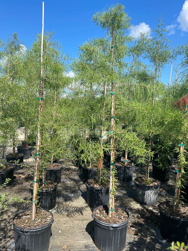 taxodium-ascendens-pond-cypress