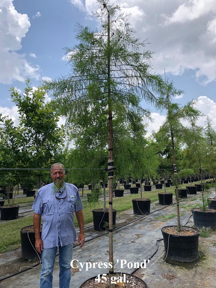taxodium-ascendens-pond-cypress