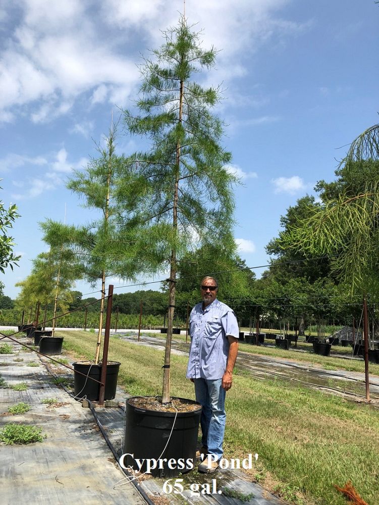 taxodium-ascendens-pond-cypress