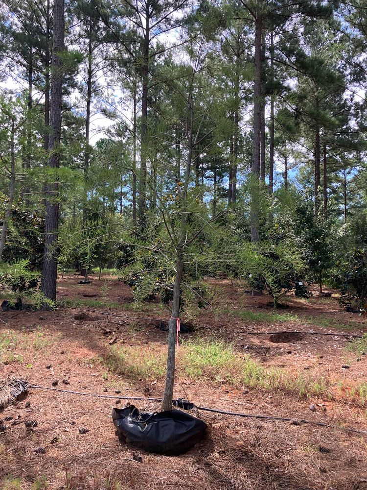 taxodium-ascendens-pond-cypress