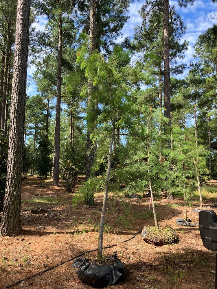 taxodium-ascendens-pond-cypress