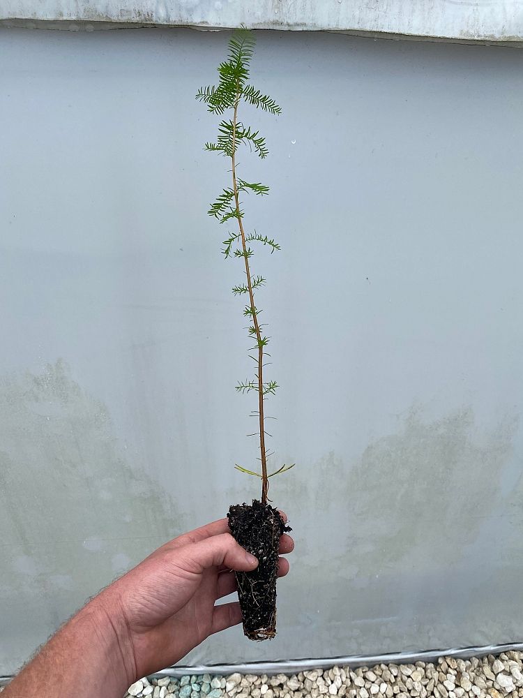 taxodium-ascendens-pond-cypress