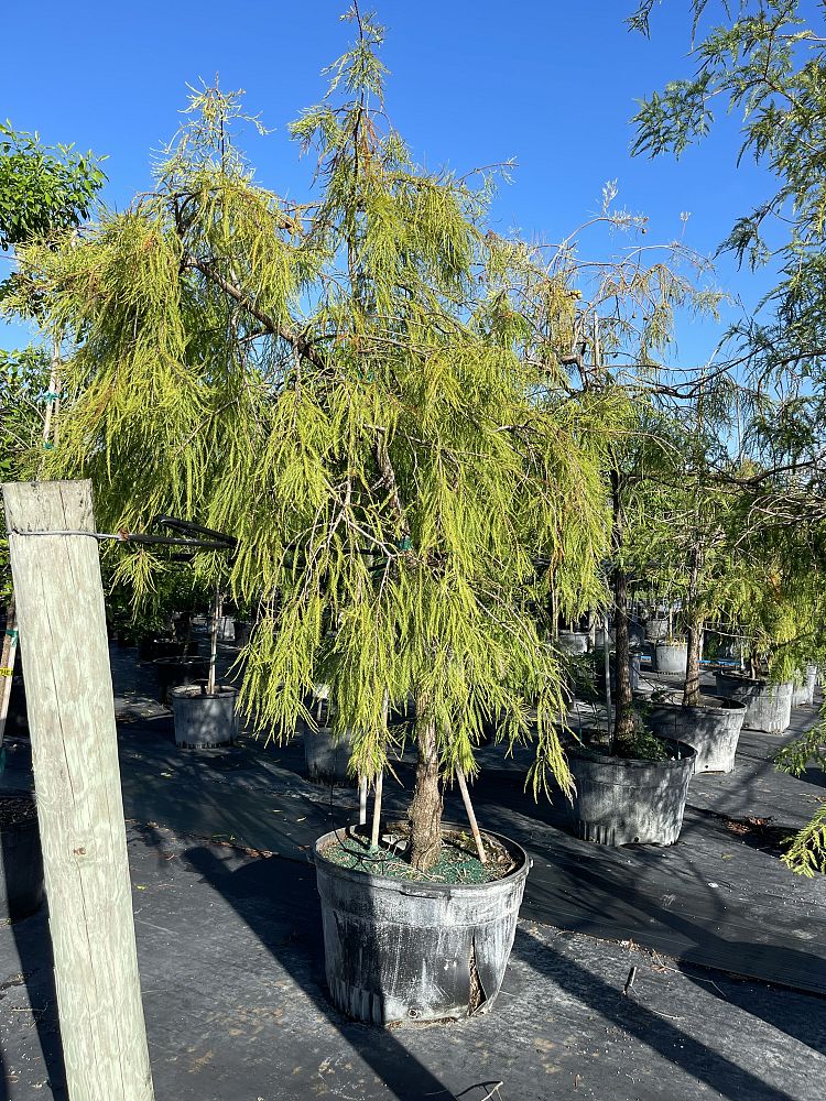 taxodium-ascendens-pond-cypress