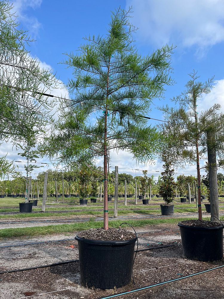 taxodium-ascendens-pond-cypress