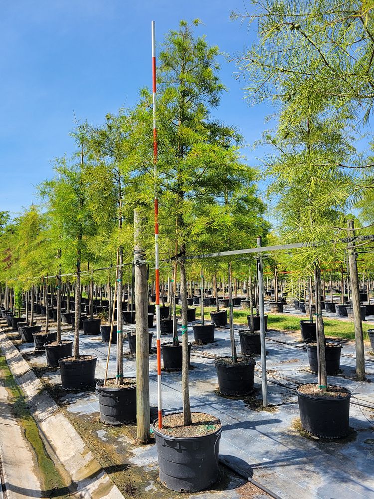 taxodium-ascendens-pond-cypress