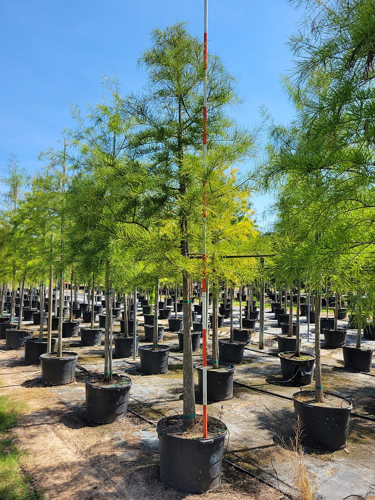 taxodium-ascendens-pond-cypress