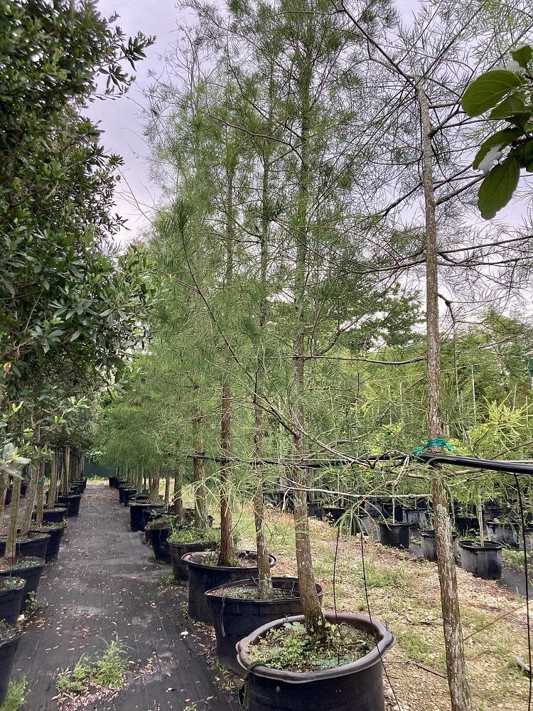 taxodium-ascendens-pond-cypress