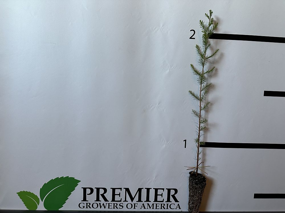 taxodium-ascendens-pond-cypress