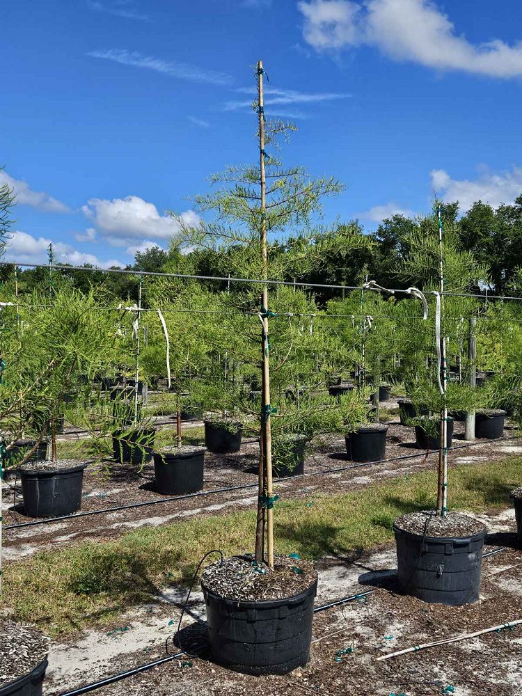 taxodium-ascendens-pond-cypress