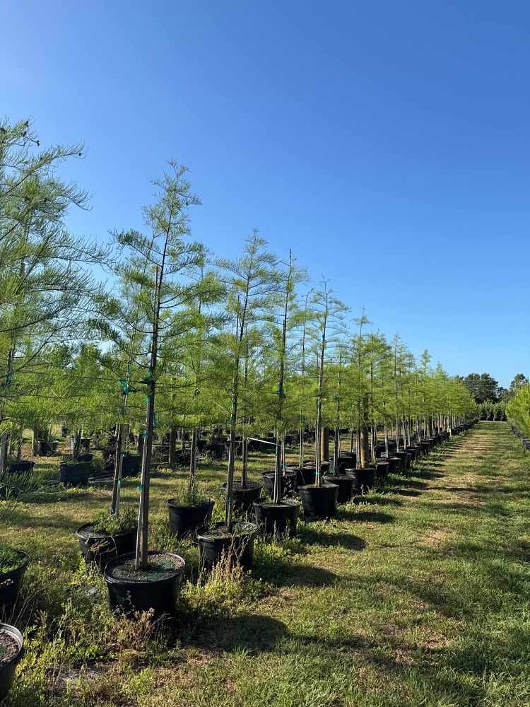 taxodium-ascendens-pond-cypress